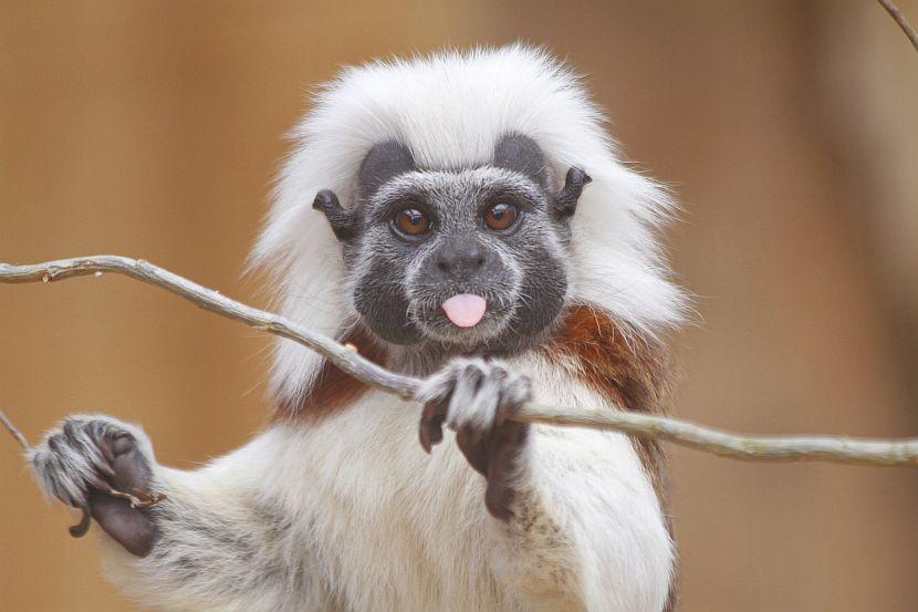 Cotton top tamarin