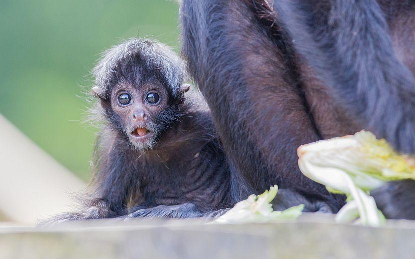 Black headed spider monkey baby