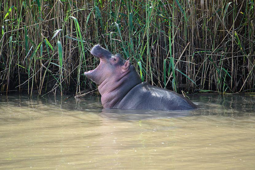 Cute baby hippo