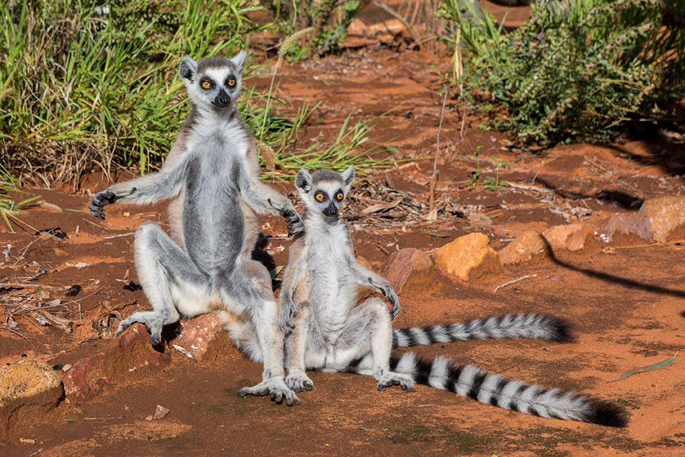 A Photo of Two Ring-tails Sunbathing