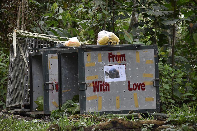 Orangutan release