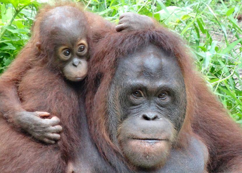 Orangutan and baby