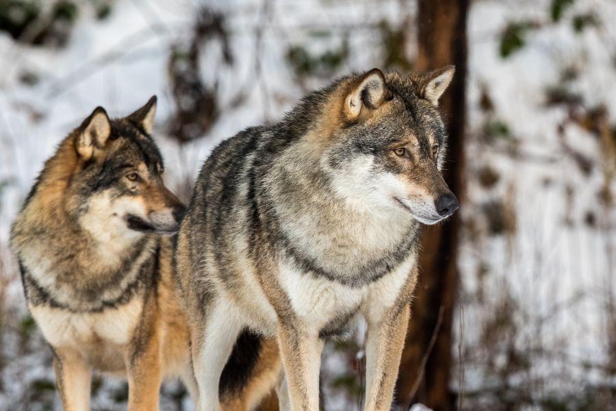 Russian Grey Wolf Canis Lupis