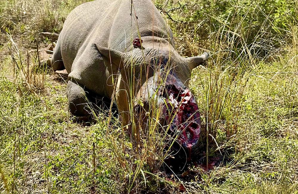 Senseless Poaching Attack