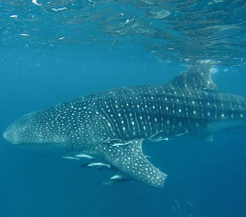 Nick the whale shark