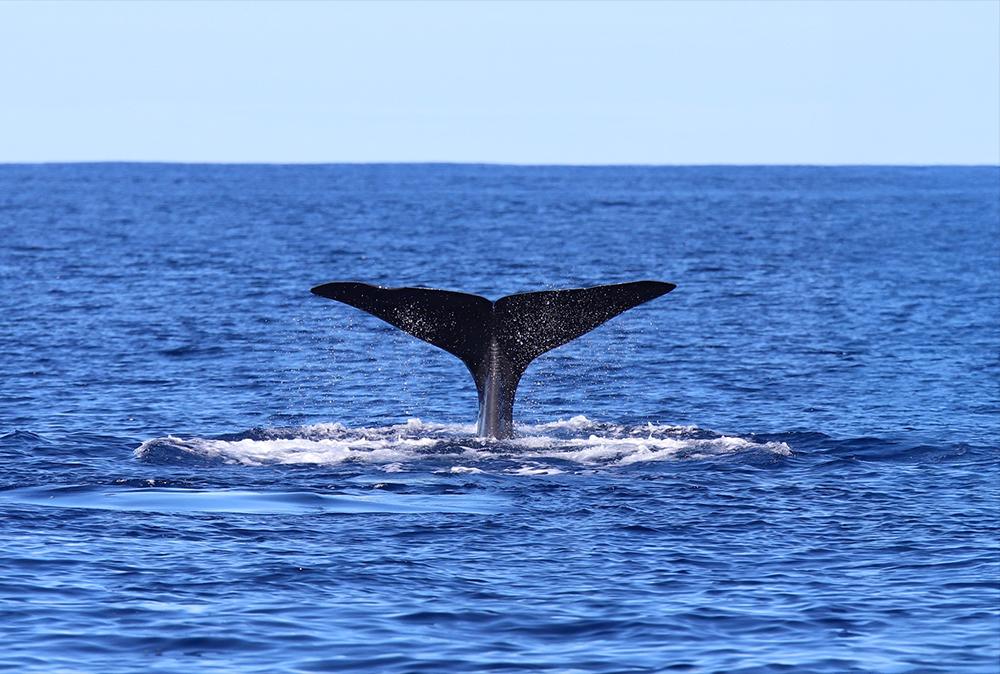 The Great Whale Project