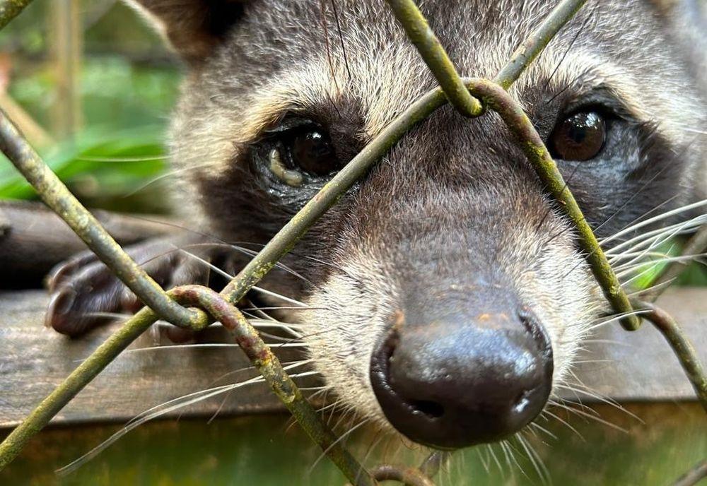 Zorro the Raccoon - Sloth Conservation & Wildlife Experience