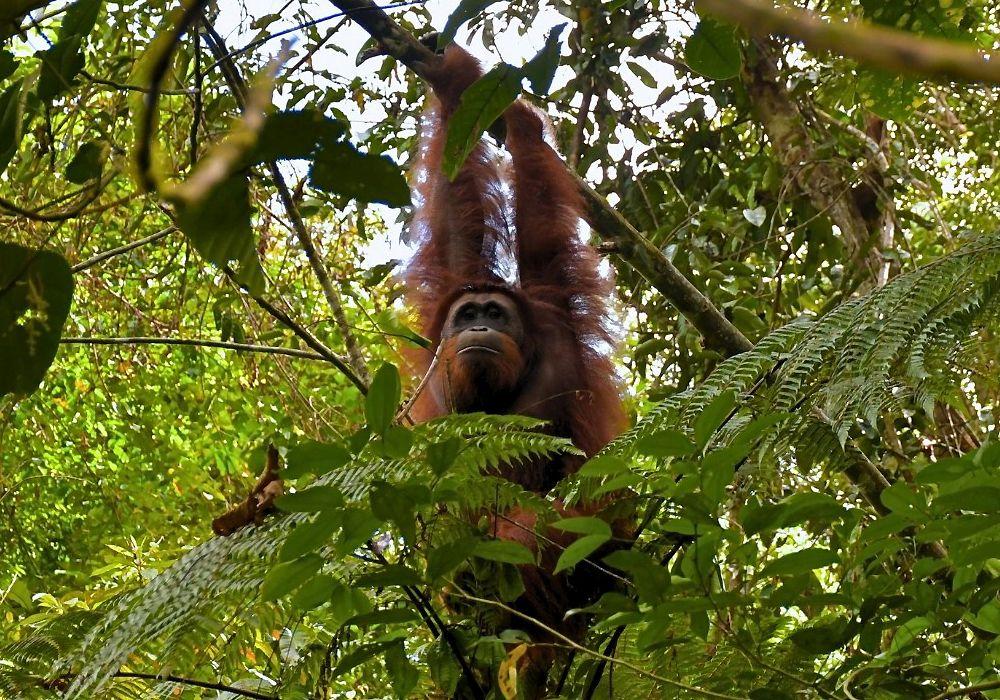 Orangutan Released in Protected National Park