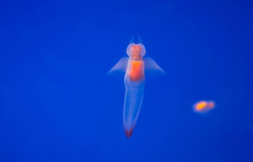 Sea Angel