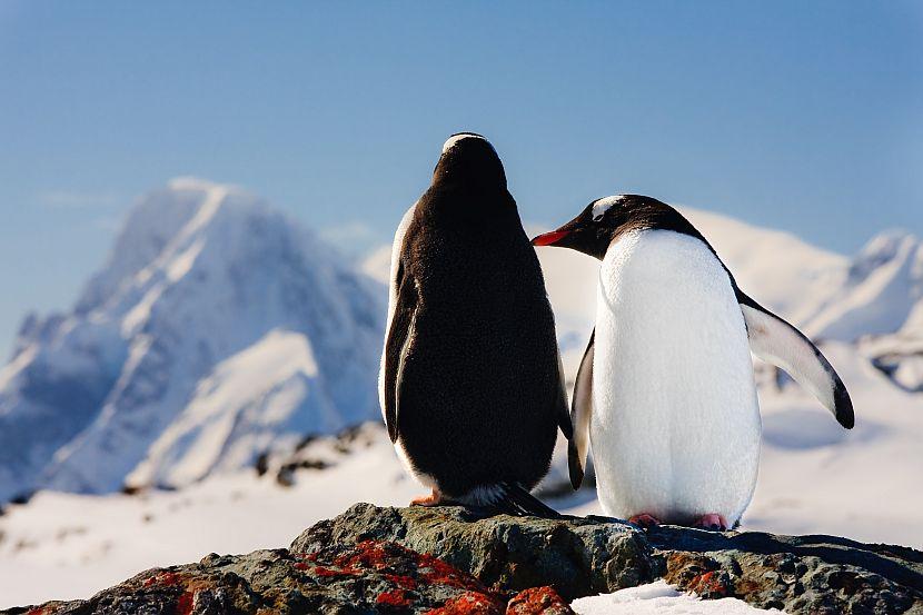 Penguin couple