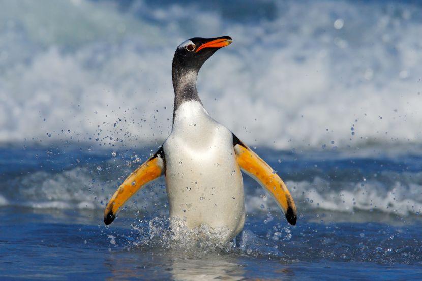 penguins in the sea