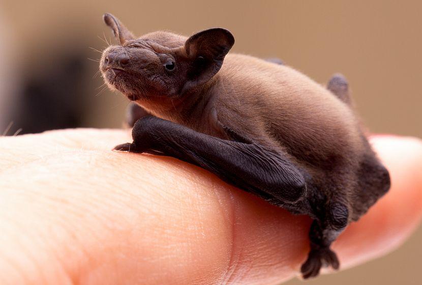 Baby bat