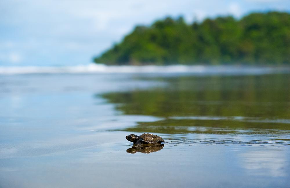 Costa Rica Turtle Conservation Experience