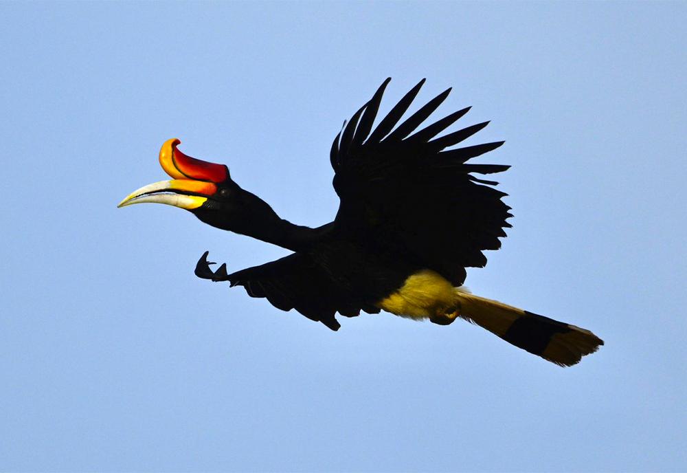 Rhinoceros Hornbill