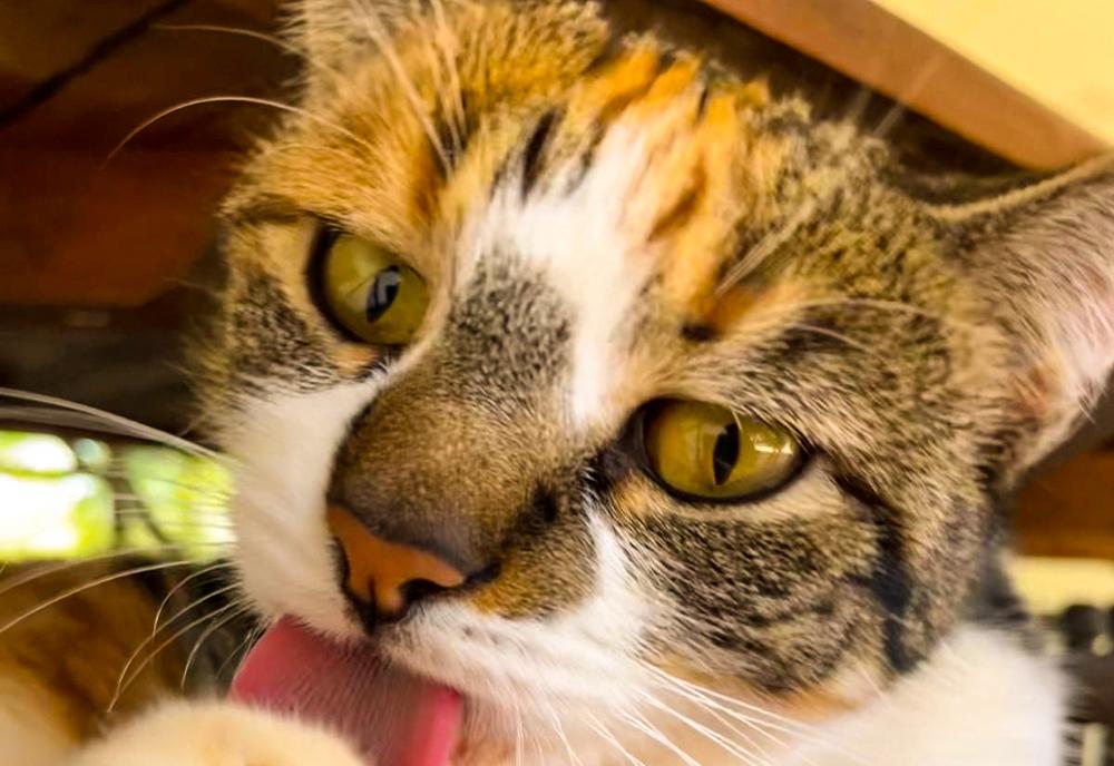 Miss Kitty