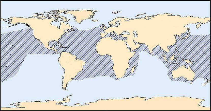 Loggerhead Turtle Map