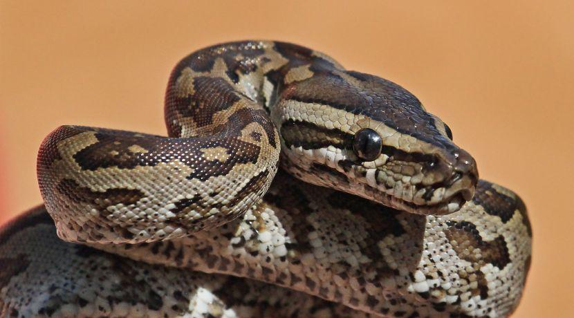 African Rock Python