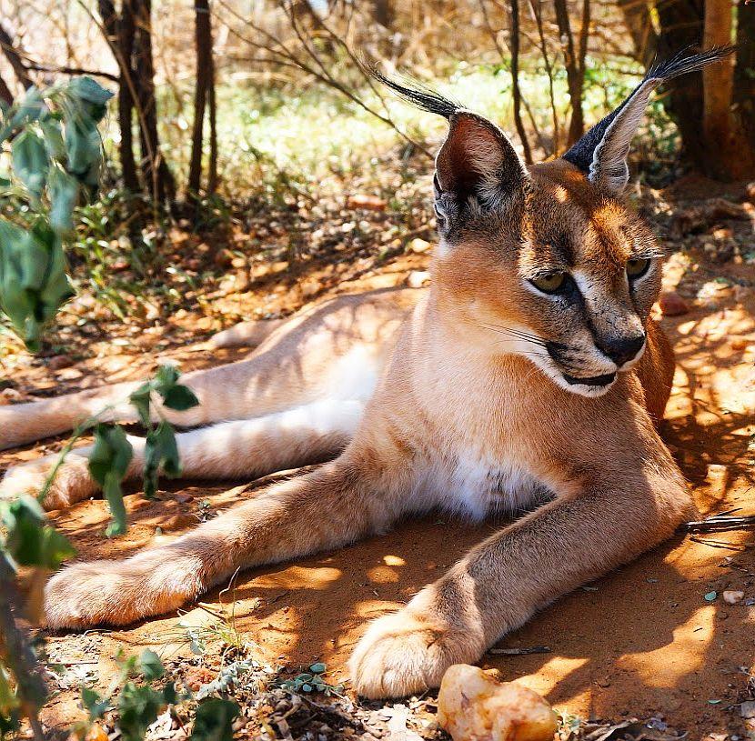 Namibia Caracal