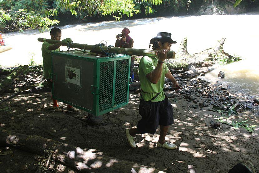 Orangutan cage transport