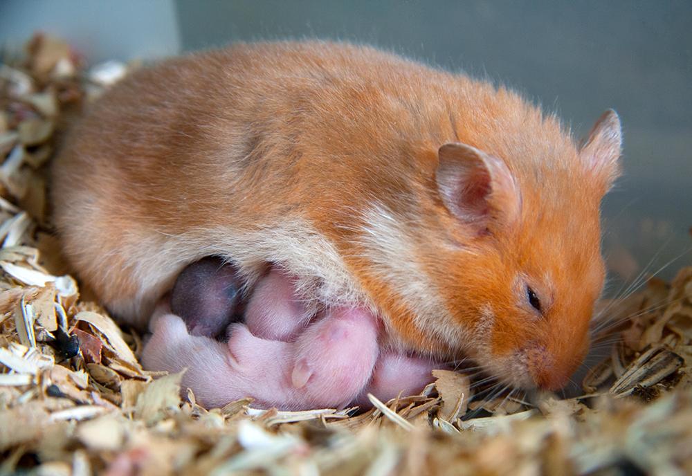 Hamster - Worst Mothers in the Animal Kingdom