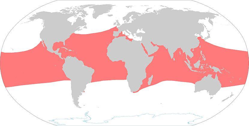 Hawksbill Turtle Range