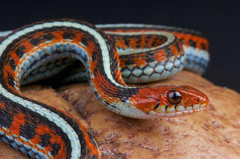 World Snake Day 2017