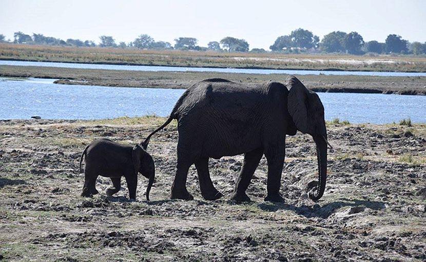 Elephant and baby