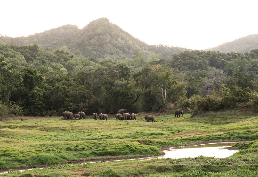 Elephant herd at The Great Elephant Project in Sri Lanka