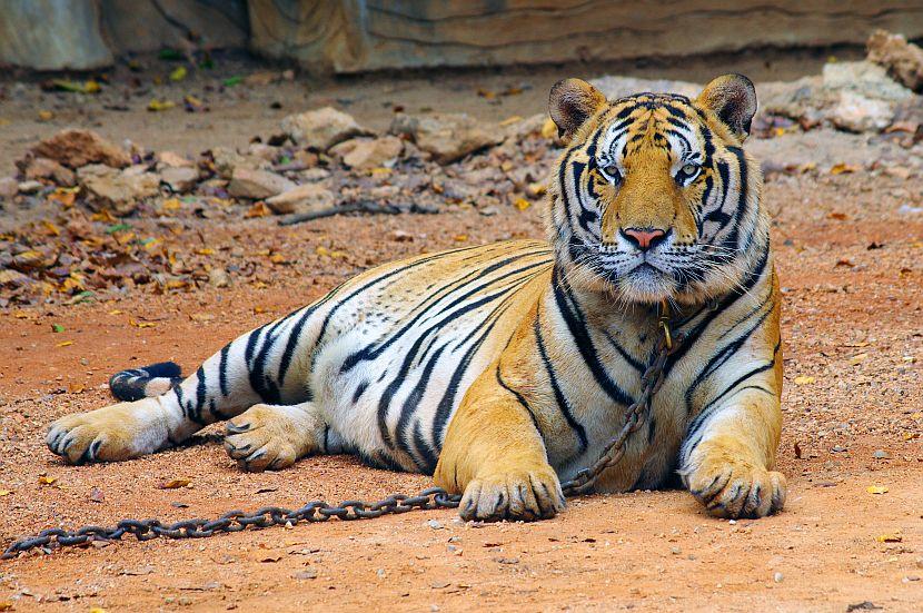 Thailand Tiger