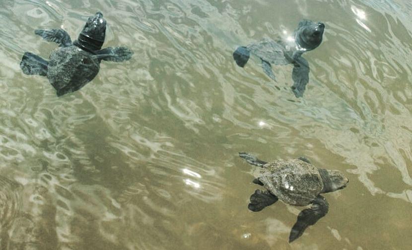 Hatchlings in the Ocean