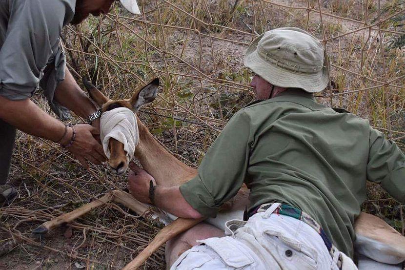 Game Capture Zimbabwe 