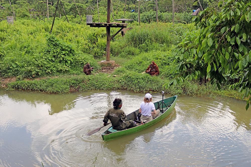 Orangutan Sanctuary Volunteer in Borneo