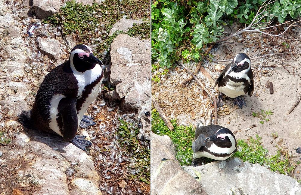 Betty's Bay Penguins