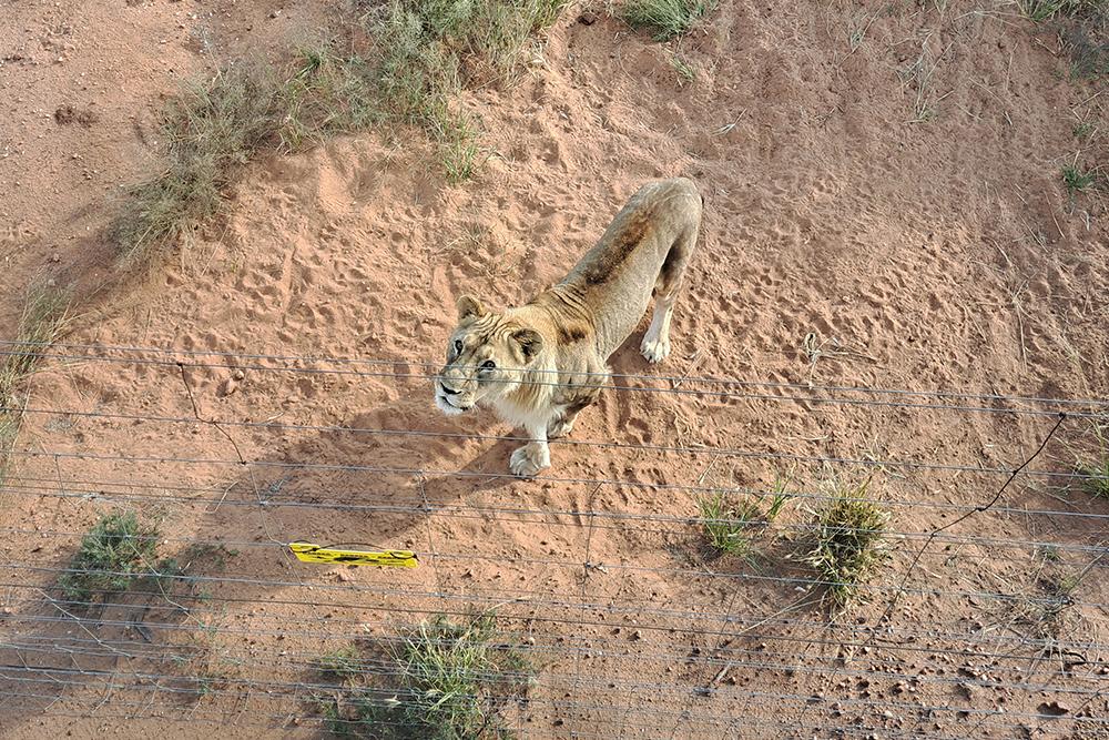 Namibia Wildlife Sanctuary Review - Highlight Lion Feeding
