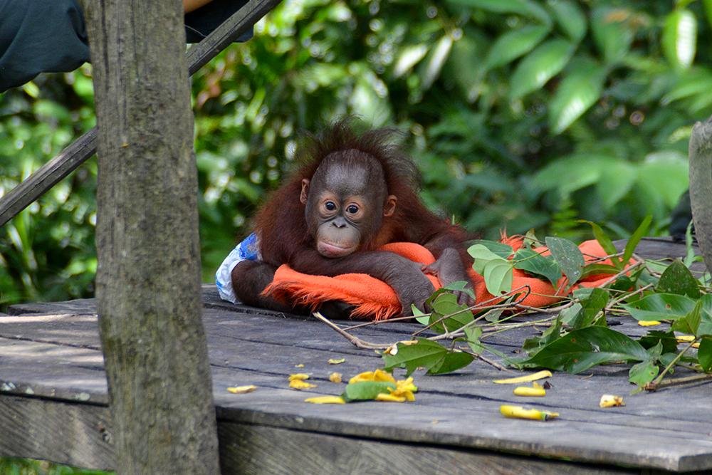 Samboja Lestari Orangutan Volunteer Project