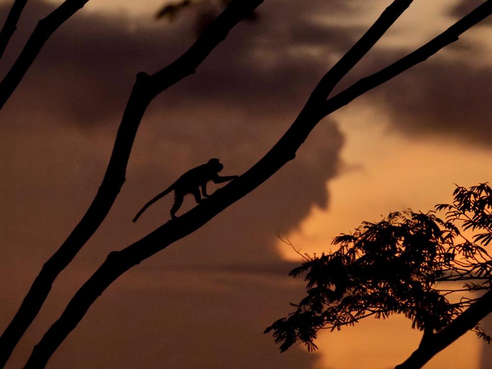 Monkey in a tree