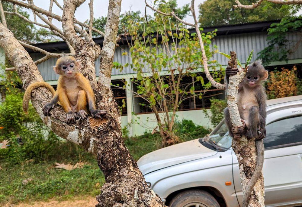 Baby Langurs Rescued by Laos Wildlife Sanctuary