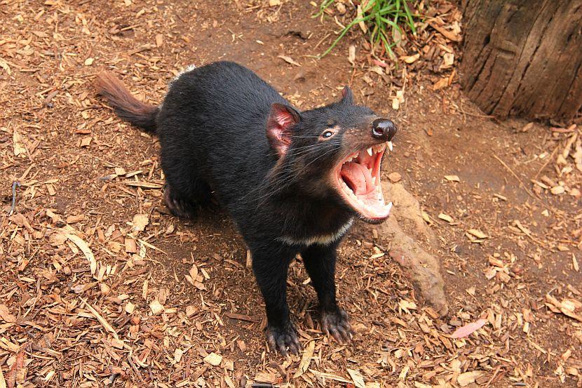 Tasmanian Devil