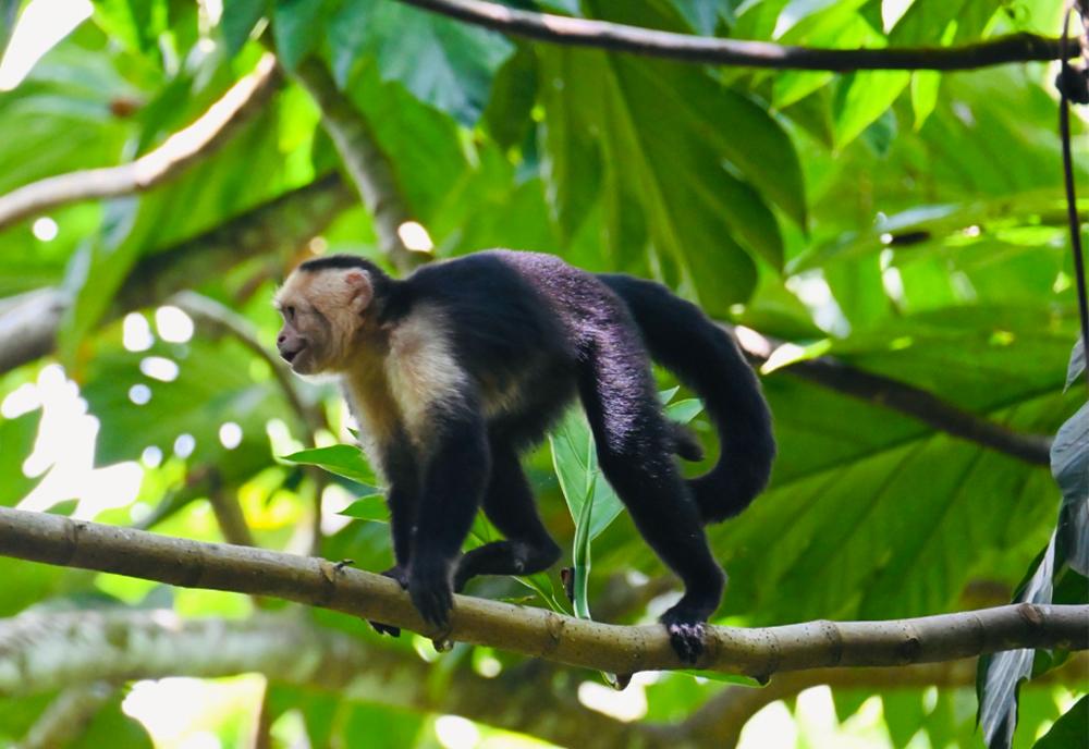 Capuchin monkey in tree