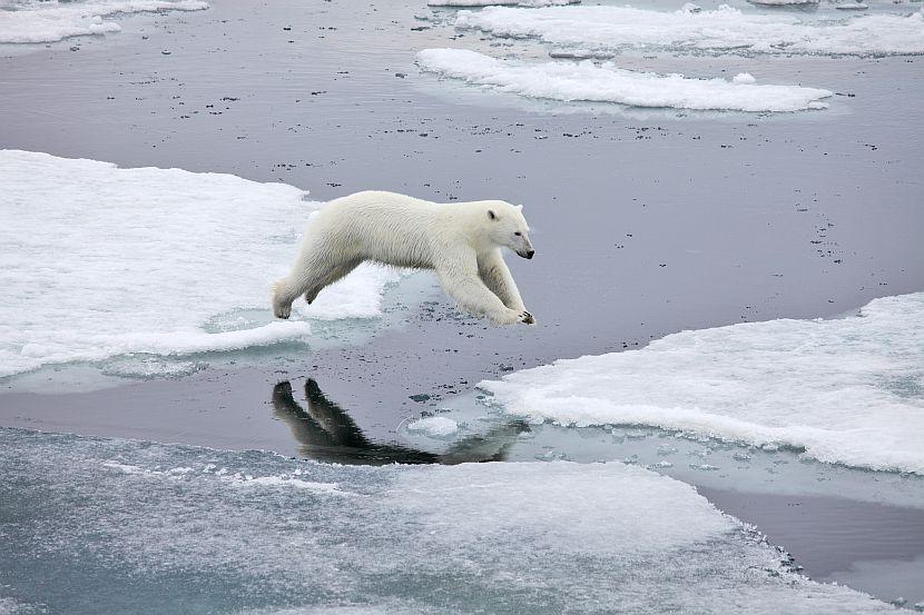 Polar Bear Habitat