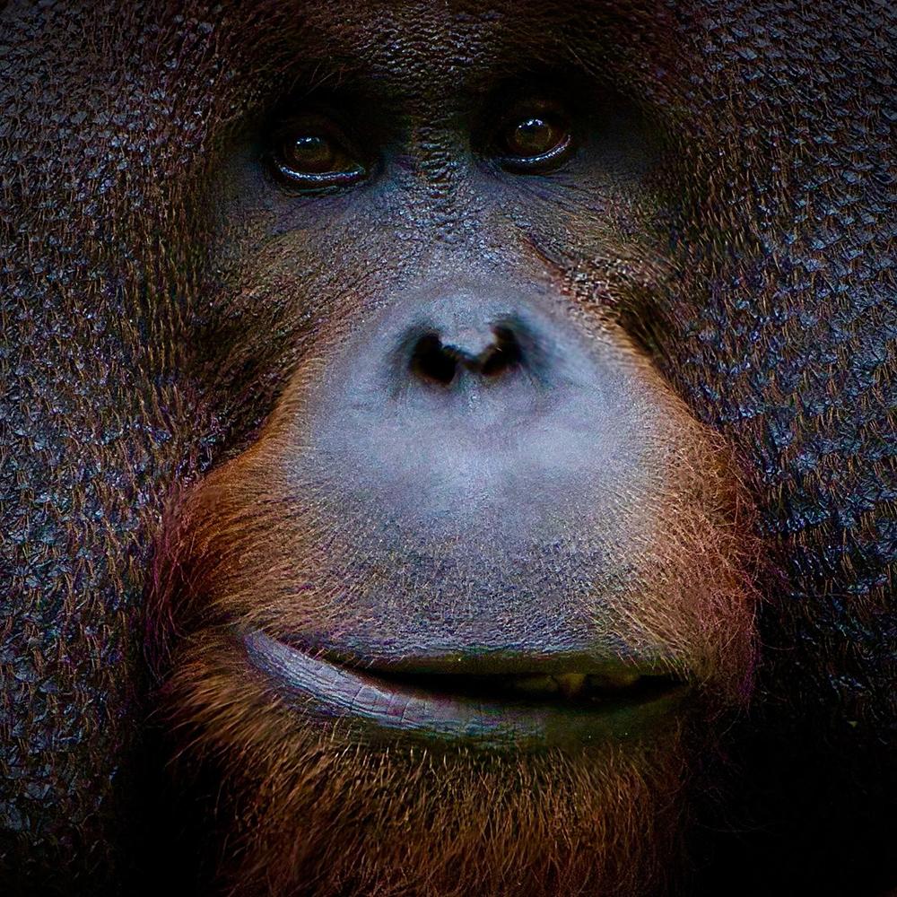 Orangutan Photograph Taken By Volunteer Mark
