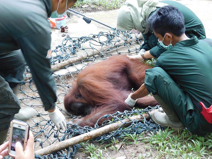 Orangutan Release