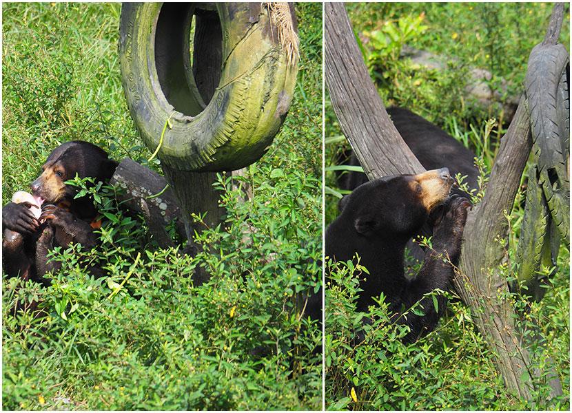 sun bears in the jungle 