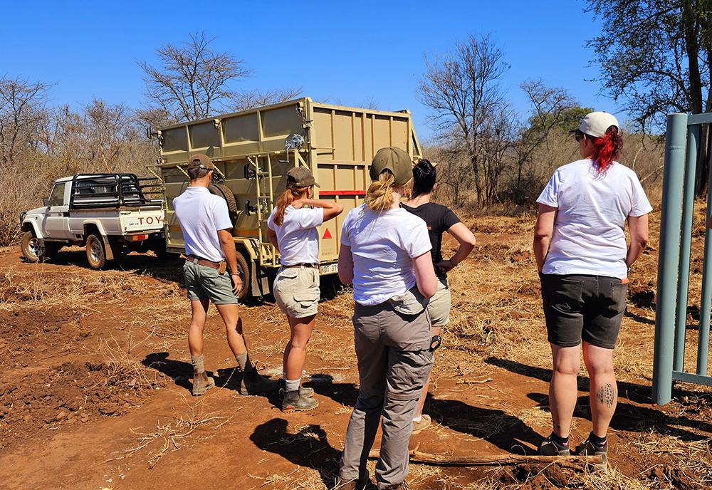 Rescued Rhinos Arriving at Secure Location