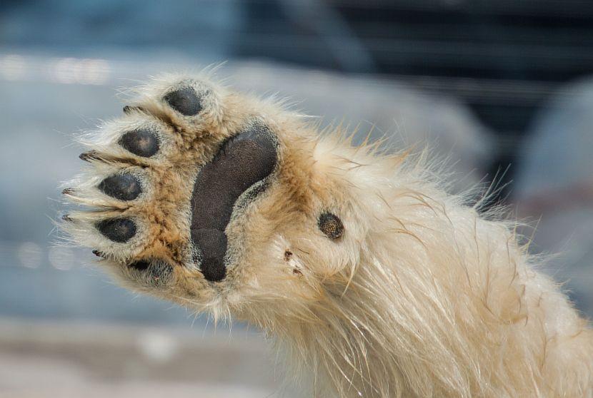 Polar Bear Paw