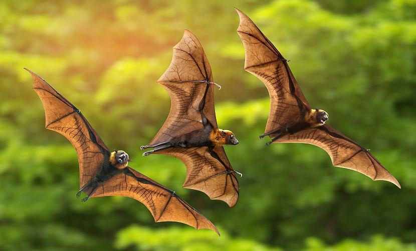 Bats flying