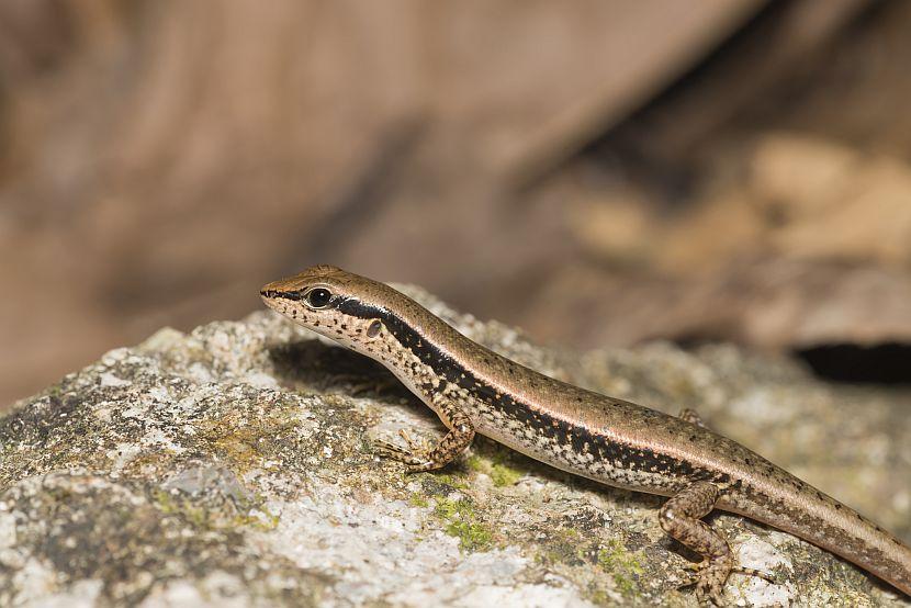 Striped Skink