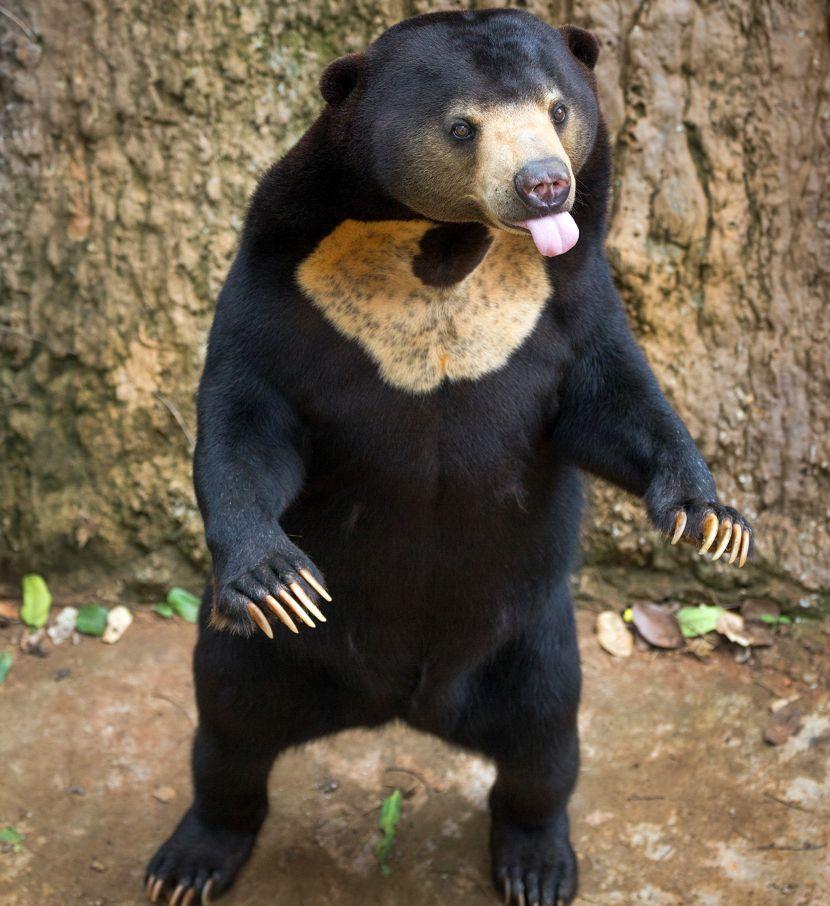 Sun Bear 