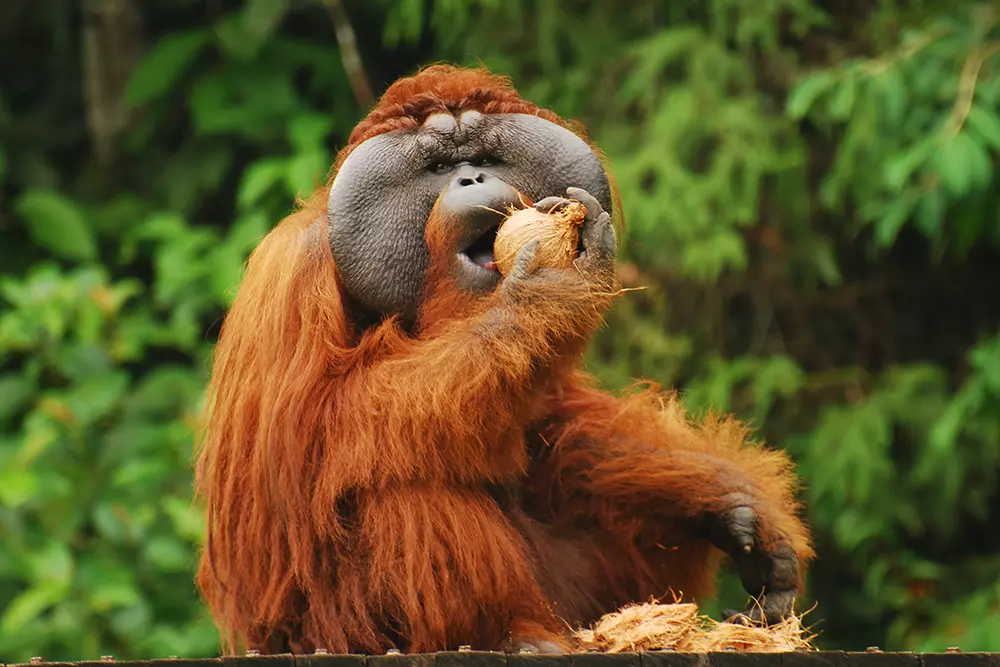 The Great Orangutan Project