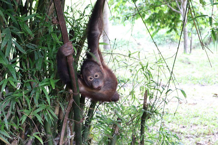 Josh climbing through the trees